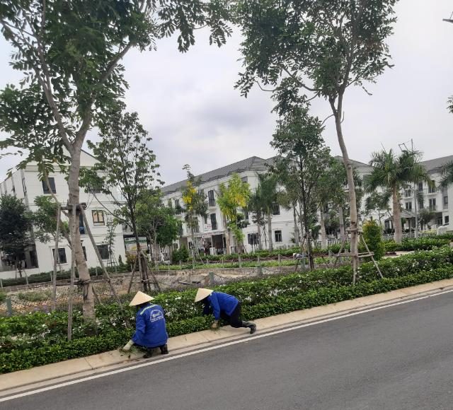 Chăm sóc bảo dưỡng cây xanh cảnh quan 2 Chăm sóc bảo dưỡng cây xanh cảnh quan khu đô thị