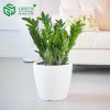 Cay kim tien gia bao nhieu 21 1