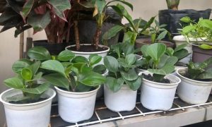 Cây Trường Sinh 10 Cây trường sinh