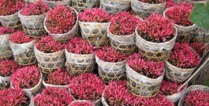 Cây Dền đỏ 9 DỀN ĐỎ 2