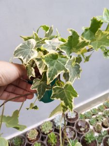 Cây Thường xuân cẩm thạch 7 THƯỜNG XUÂN