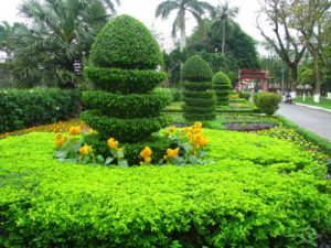 Cây Chuỗi ngọc Tím 6 cay chuoi ngoc cay trong nen
