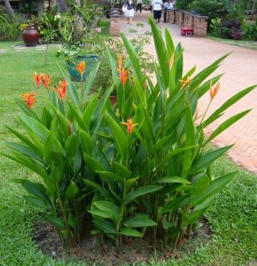 Cây Chuối Mỏ két 8 db506e52 1e1c 4f24 b13f c95160844a98 260 00000098c9e55b13 jpeg