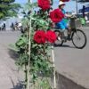 images 4