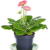 product 1368084741