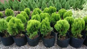 Cây Trắc bách diệp 8 trắc bách diệp 2