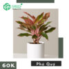 Cây Phú quý 2 z3560016621526 f0586fa72a06b94f1606a5a944ad5ebf