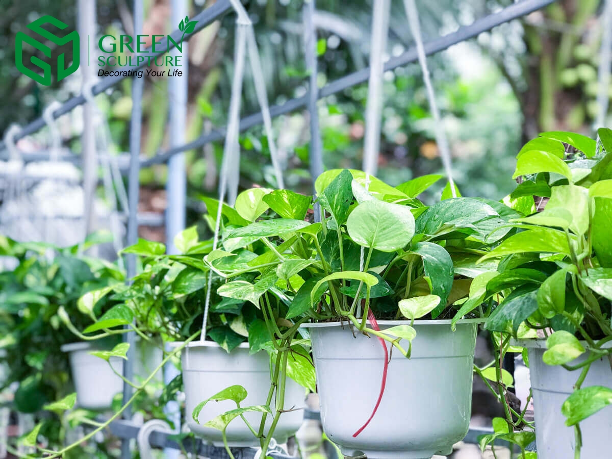 Những mẹo trồng cây giúp khu vườn của bạn luôn xanh tốt - Green Sculpture