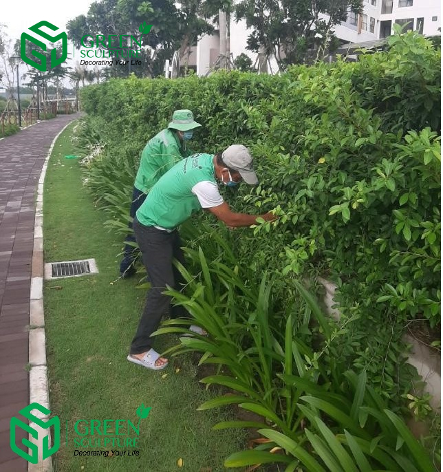 Nhân viên Green Sculpture chăm sóc cây xanh tại dự án Mizuki Park