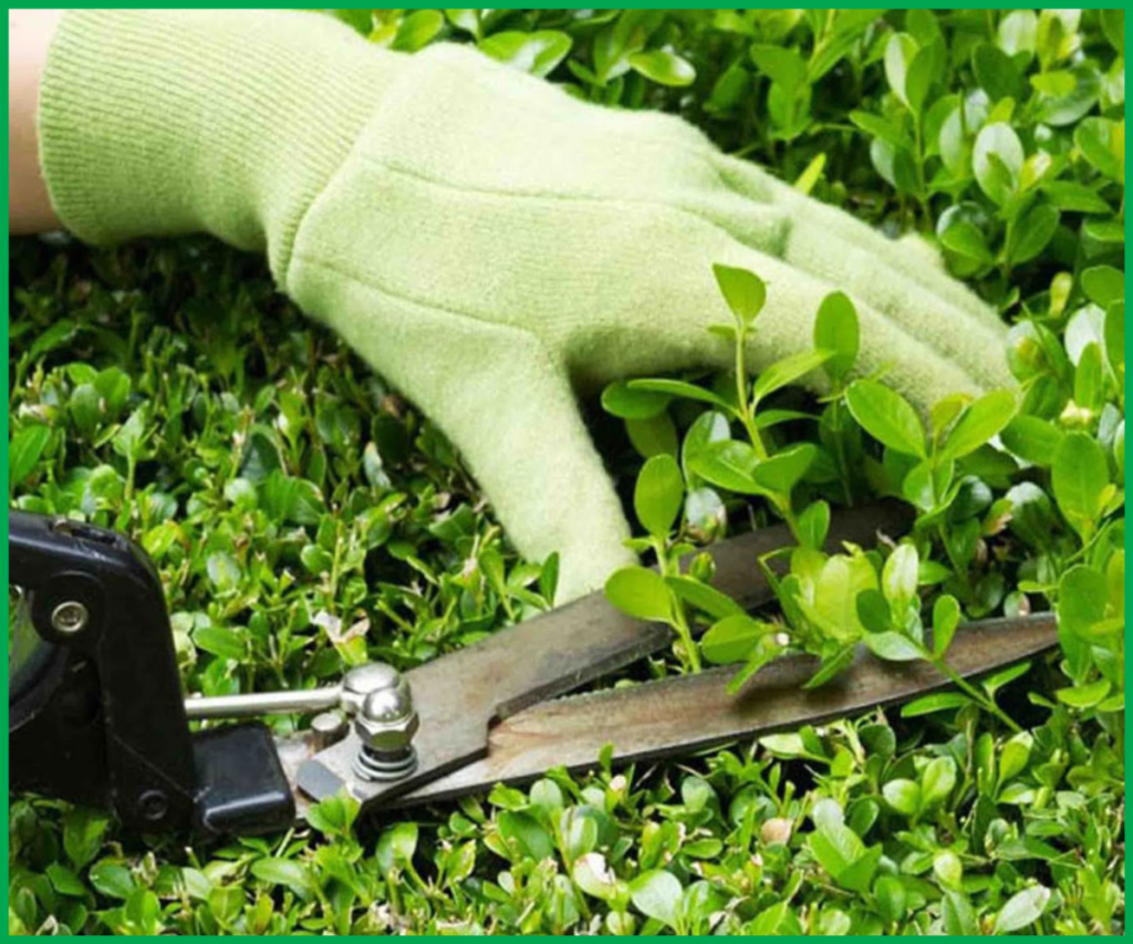 Chăm sóc bảo dưỡng cây xanh