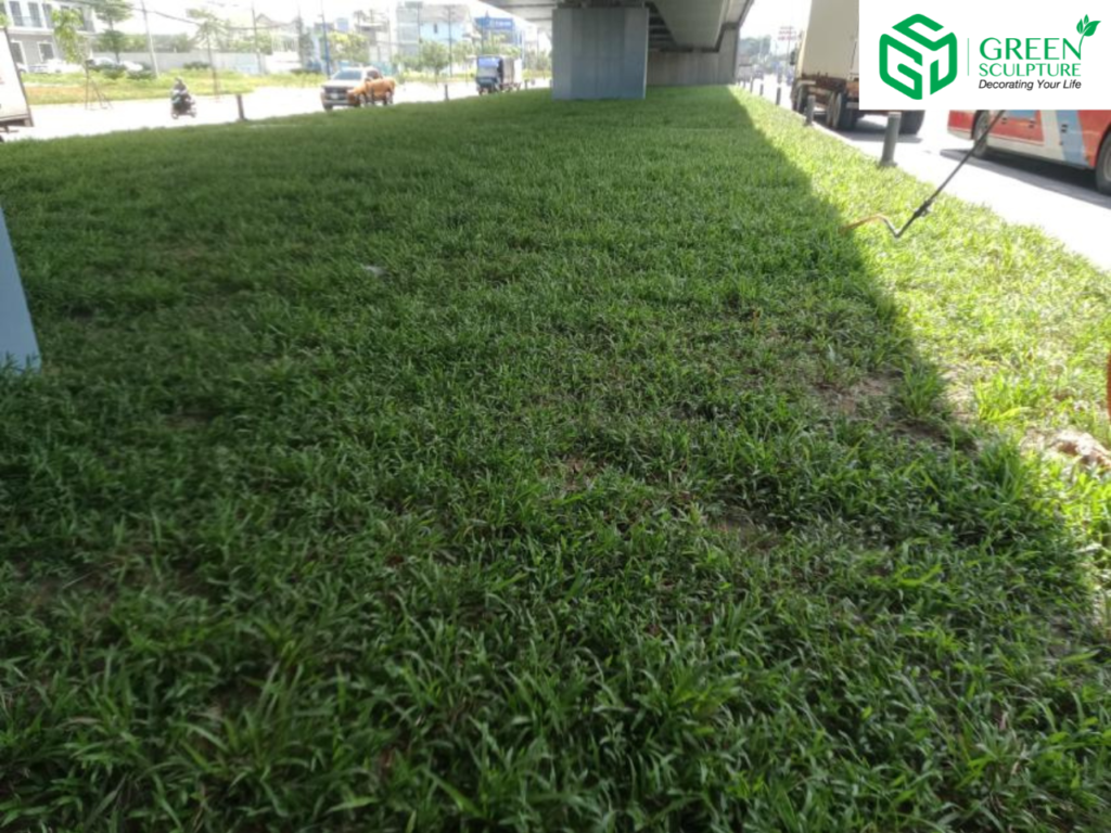 Dự Án Trồng Cỏ Lá Gừng Chân Cầu vượt Dĩ An 4 Dự Án Trồng Cỏ Cầu vượt Dĩ An