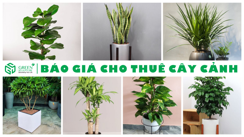 Cho Thuê Cây Cảnh Giá Tốt Nhất 2024